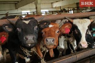 Молочный цех в агрокомплексе «Инта Приполярная» продолжит работу